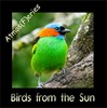 Thumbnail Birds from the sun